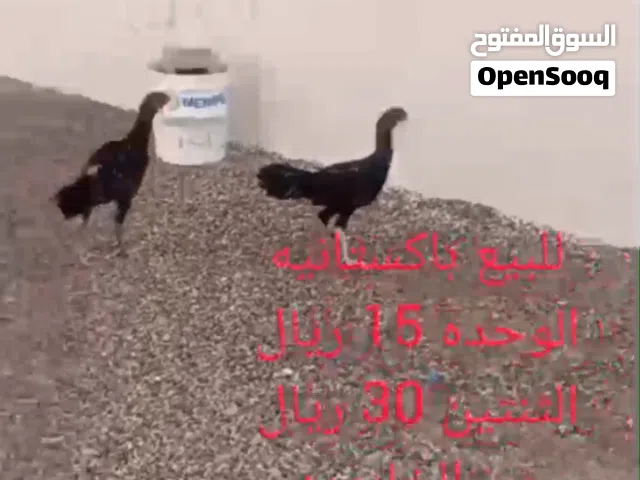 ديك باكستان المطلوب لها