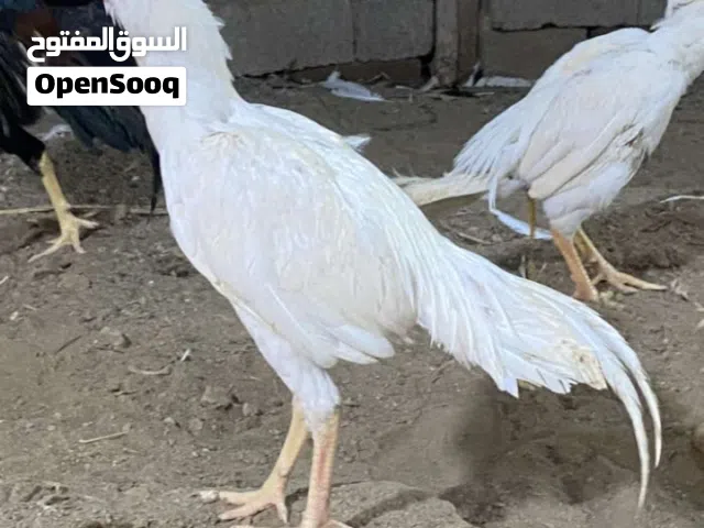 ديك بكستاني للبيع الي يريده يتواصل علي الرقم