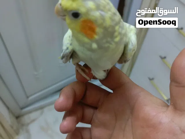 كوكتيل للبيع ربع سعر التك 35 الف