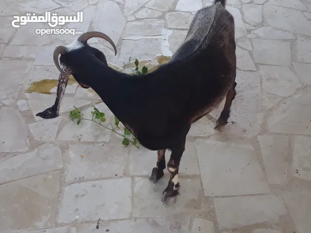 عنزه مقزمه للبيع