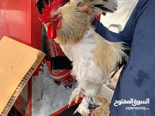 Chicken for sale