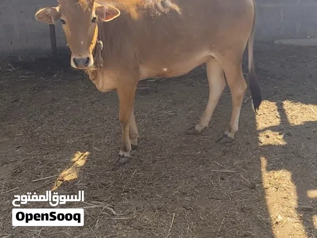 ركزززززز (اتصل على الرقم في الوصف) (للبيع شي بقر عمانيات كبار وعجلات وعجل) فل سمنة ممتازات للذباح
