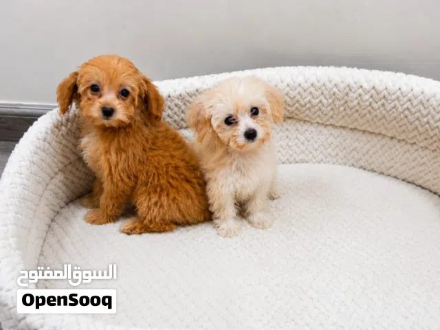 Adorable maltipoos