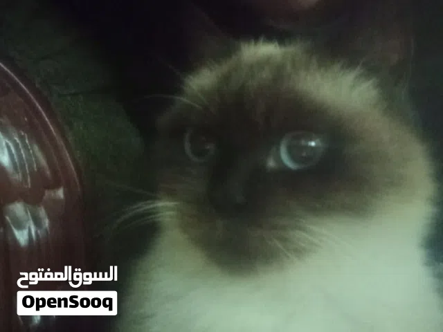 A friendly female cat 1.5 years old with cat food and sand