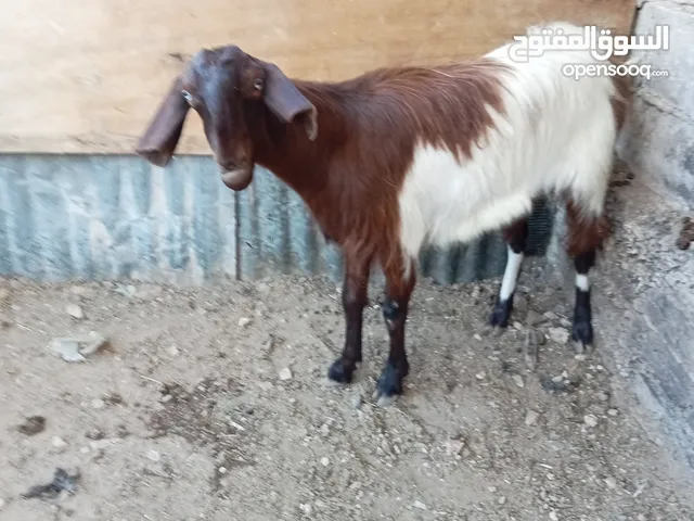 صخل صلاه النبي عليها اقرا الوصف