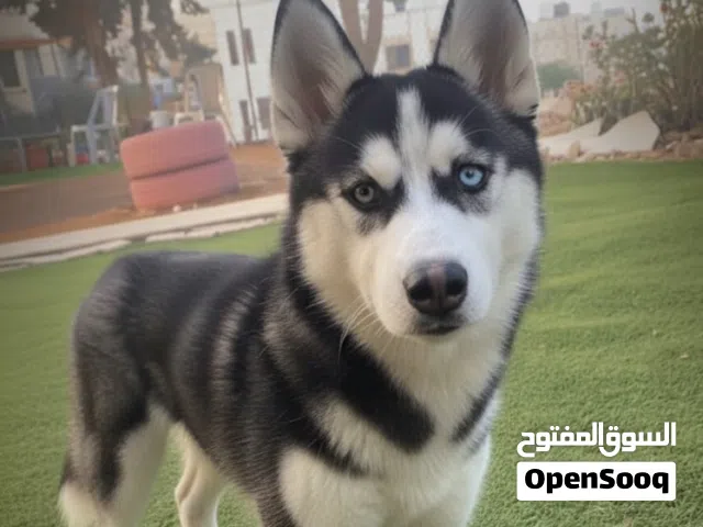 كلب هاسكي بيور