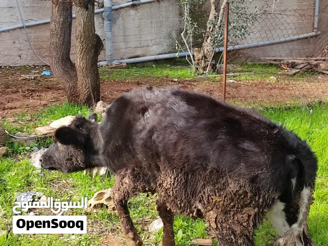 بصلاة علنبي عجله عمر سبع شهور ونص  اربد