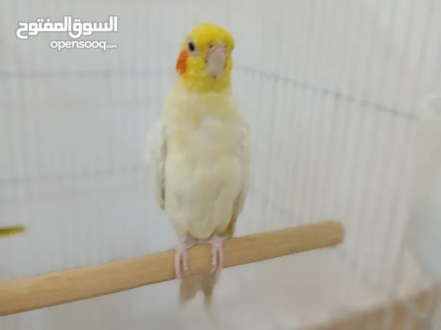 زوج كوكتيل الفيات لاتيني وحبشي منتجات سابقا