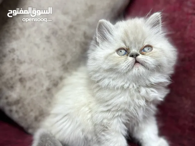 قطط مستويات عاليه جدا
