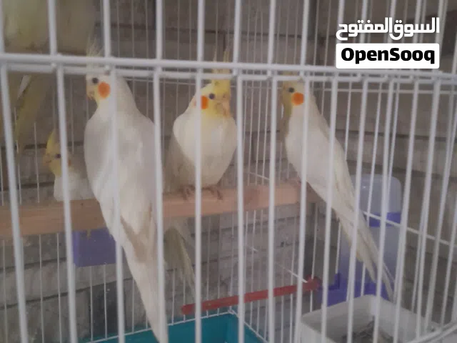 بيع كوكتيل لاتيني