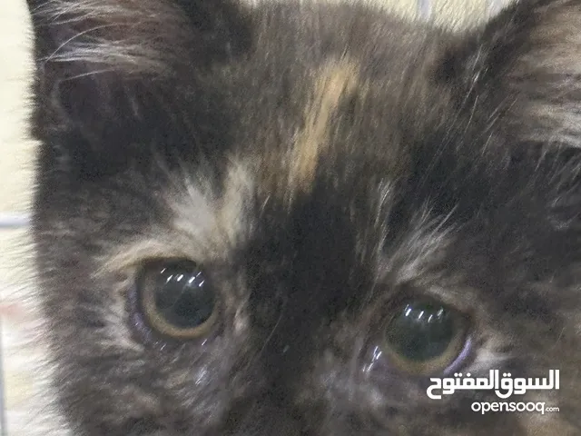 قطط شيرازيات للبيع العمر 3 شهور  Persian cats 3 months