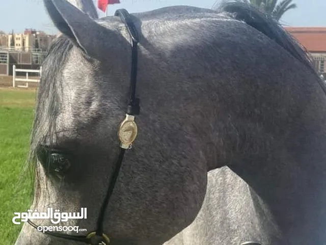 فرس عربي أصيل+ 2 جدعان