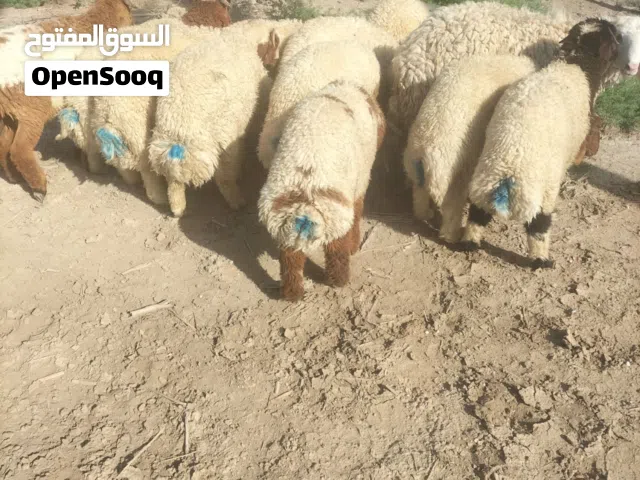 سلام عليكم خرفان سمان كامل شروط الضحيه اكو يسوي وزن16 كيلو او20