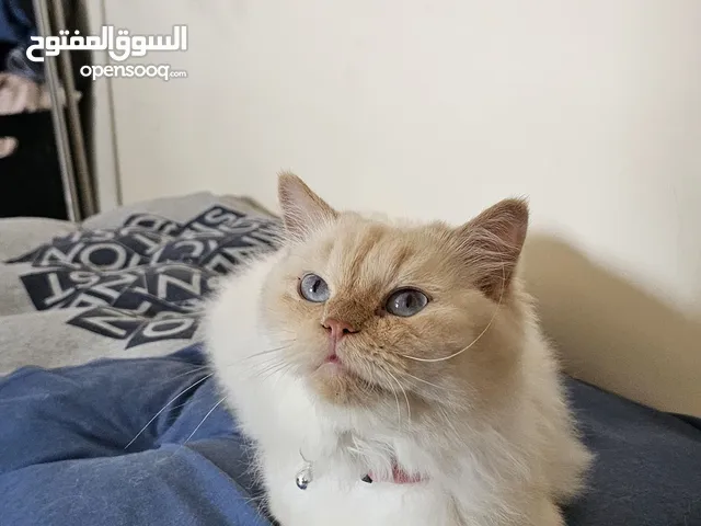 Persian cat for adoption