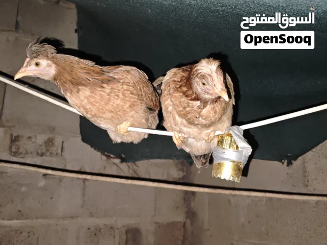 دجاج عرب للبيع