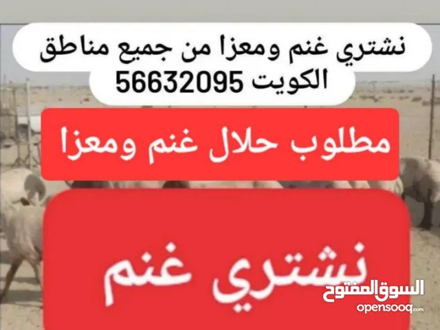 نشتري غنم ومعزا العدد مفتوح والدفع كاش