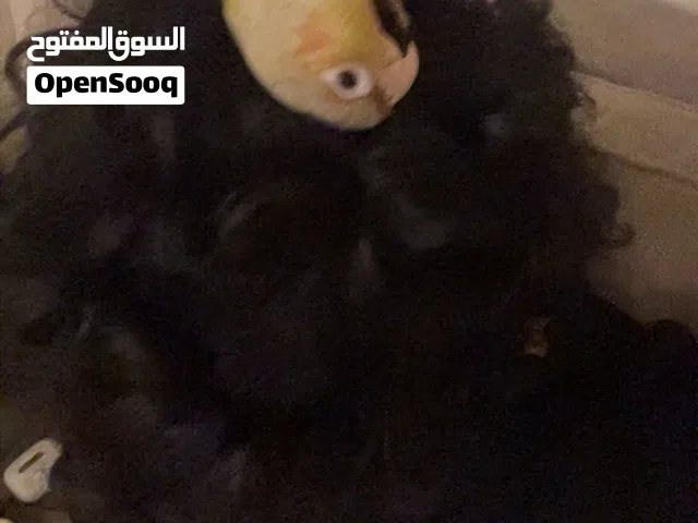 كنيور اناناس للبيع أليف و هدد