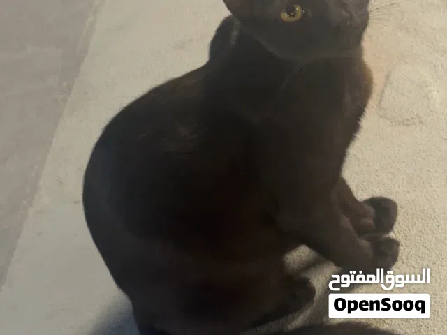 Shadow needs a loving home