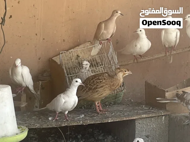 صفرد وحجل وحمام للبيع