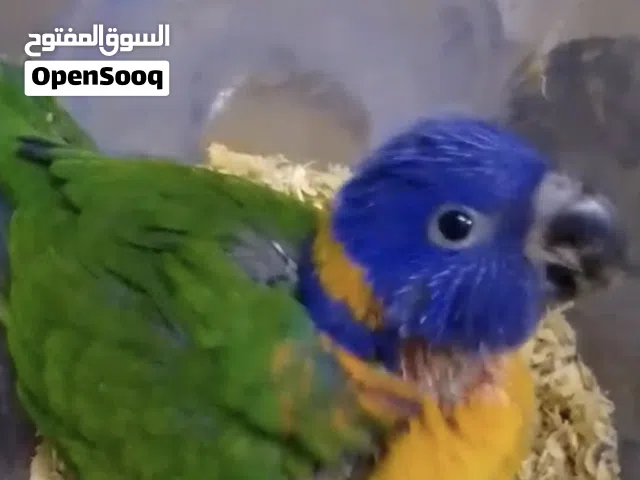 فرخ لوري ريد كلورايد