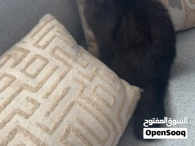 قطه للتبني مع أغراضها مجاناً