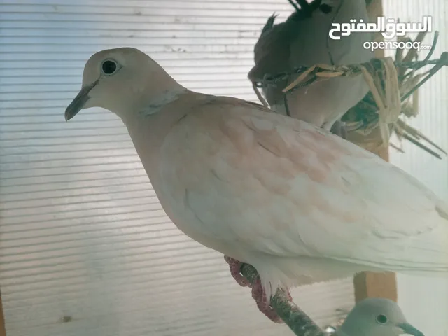 يا كريم حمام بري