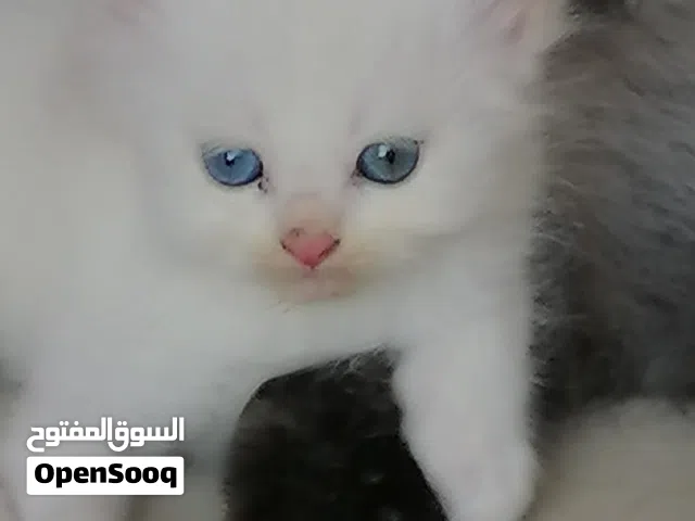 ابحث عن جروبات قطط