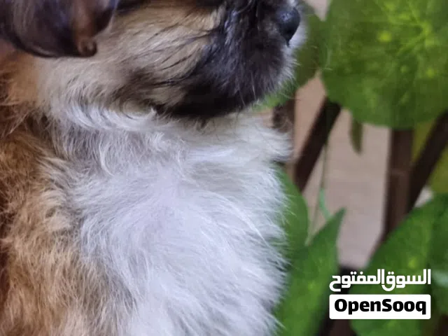 جرو ذكر بكنواه توي ميكرو لعبة كف اليد