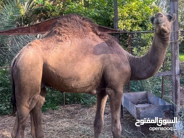 للبيع قعود