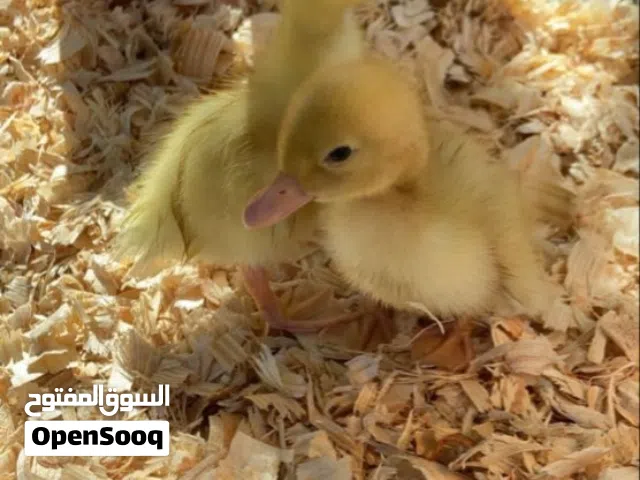 صغار بط بكينى