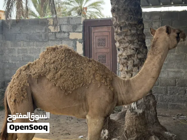 جعود سميين