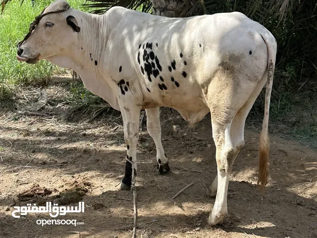 عجل باكستاني فول سمنه صقب بعجل نمساوي او بيع