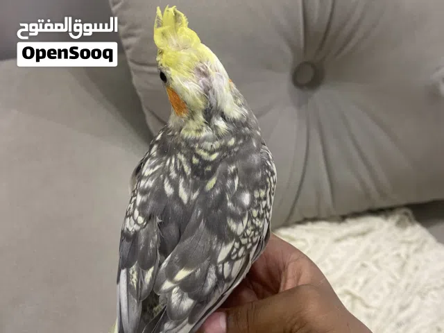 كروان اليف