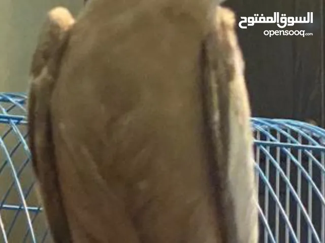 ببغاء كوكتيل