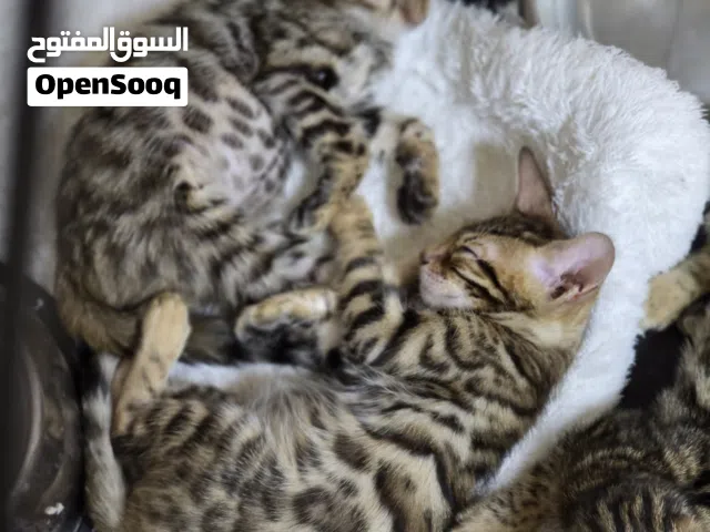 Bengal kittens