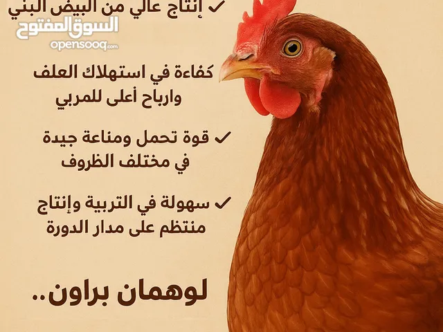 دواجن لوهمان البراون لانتاج البيض الأصلية 100٪