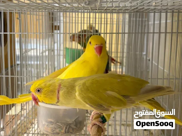 دره لاتينو
