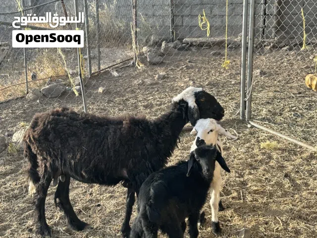 جاعده تحتها كبش وحمله