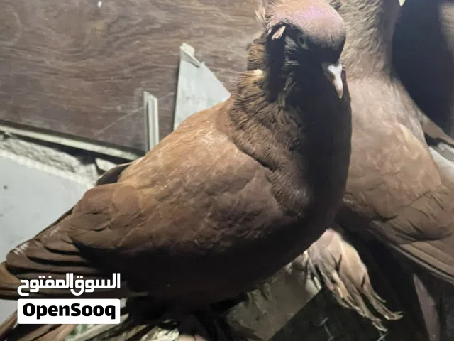 رواعب فحله للبيع او مراوسه بنثيه