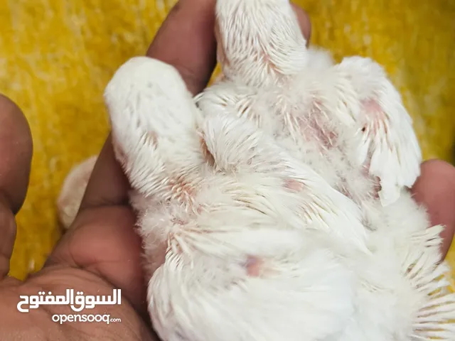 روز كوكتيل فراخ زق يدوي اقرأ الوصف
