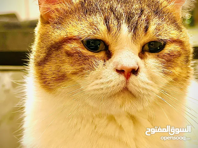 Free to a good home: Adorable 1.5 year old Cat!  للتبني مجانًا: قطة جذابة عمرها سنة ونصف في  البحرين