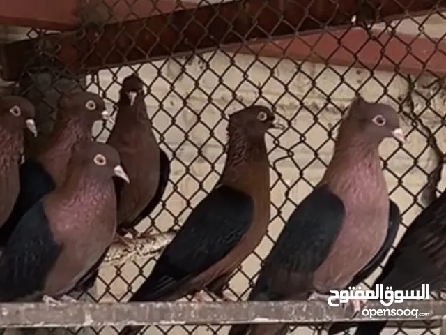 حمام من النوادر ارشينجل الماني