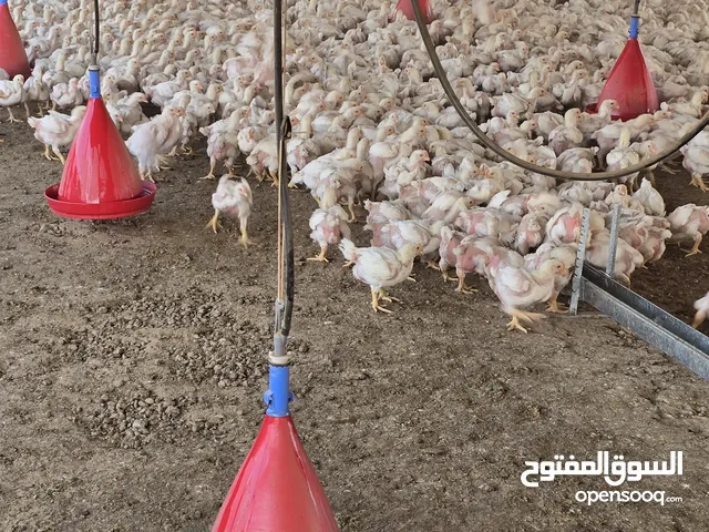 دجاج للبيع