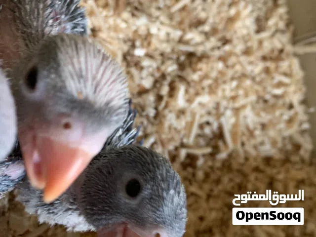 متوفر افراخ الدره هندي