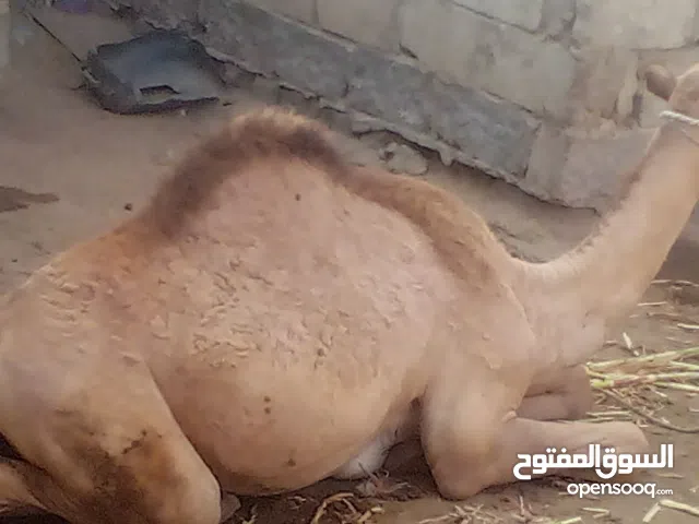 جمال صغير سن عمره 9 اشهر