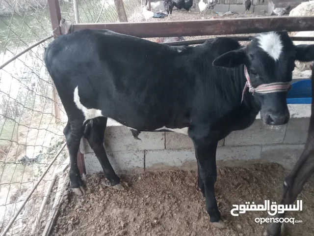 بجر اول بطن وراها عجل وراكبه صار الها شهر عجلها نوعيه كلش حلوه