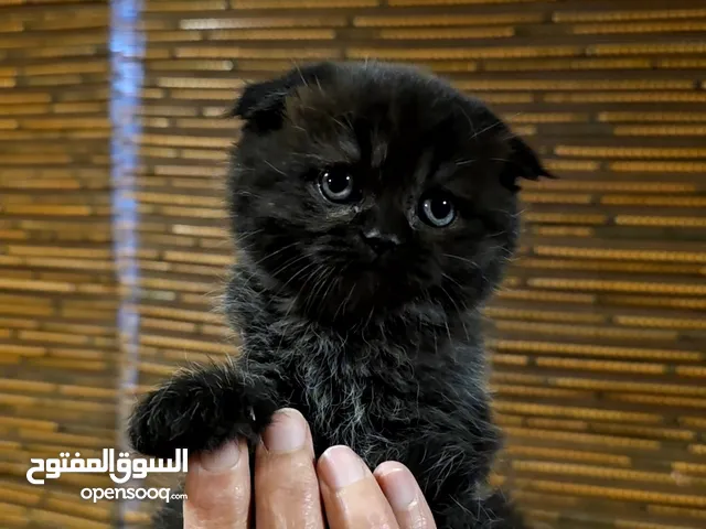 قطط سكوتش فولد مميزة للبيع ب سعر مغري جدا