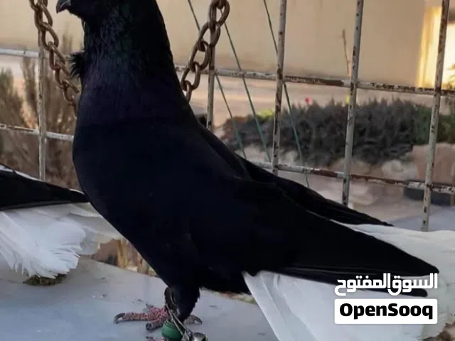 قنن حديد مع الحمام عسر خانات مع عشر جواز 50دينار