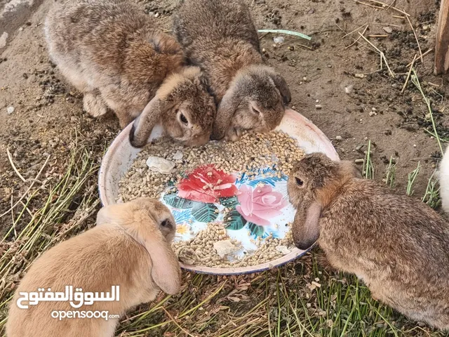 ارانب لوب للبيع كبار