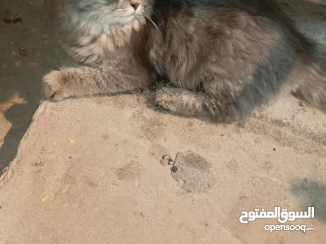 قطط للبيع سعرهه 25